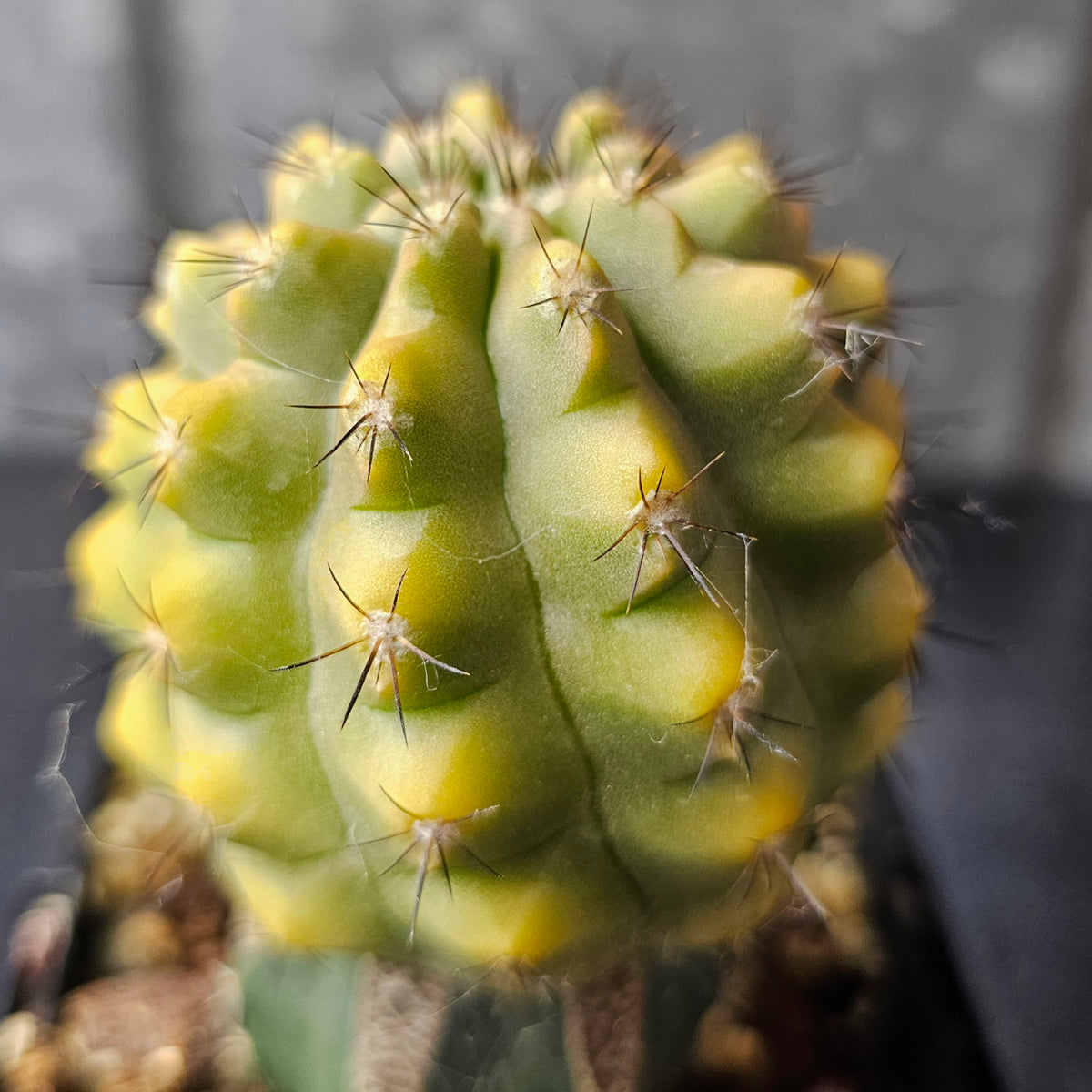 Copiapoa hybrid