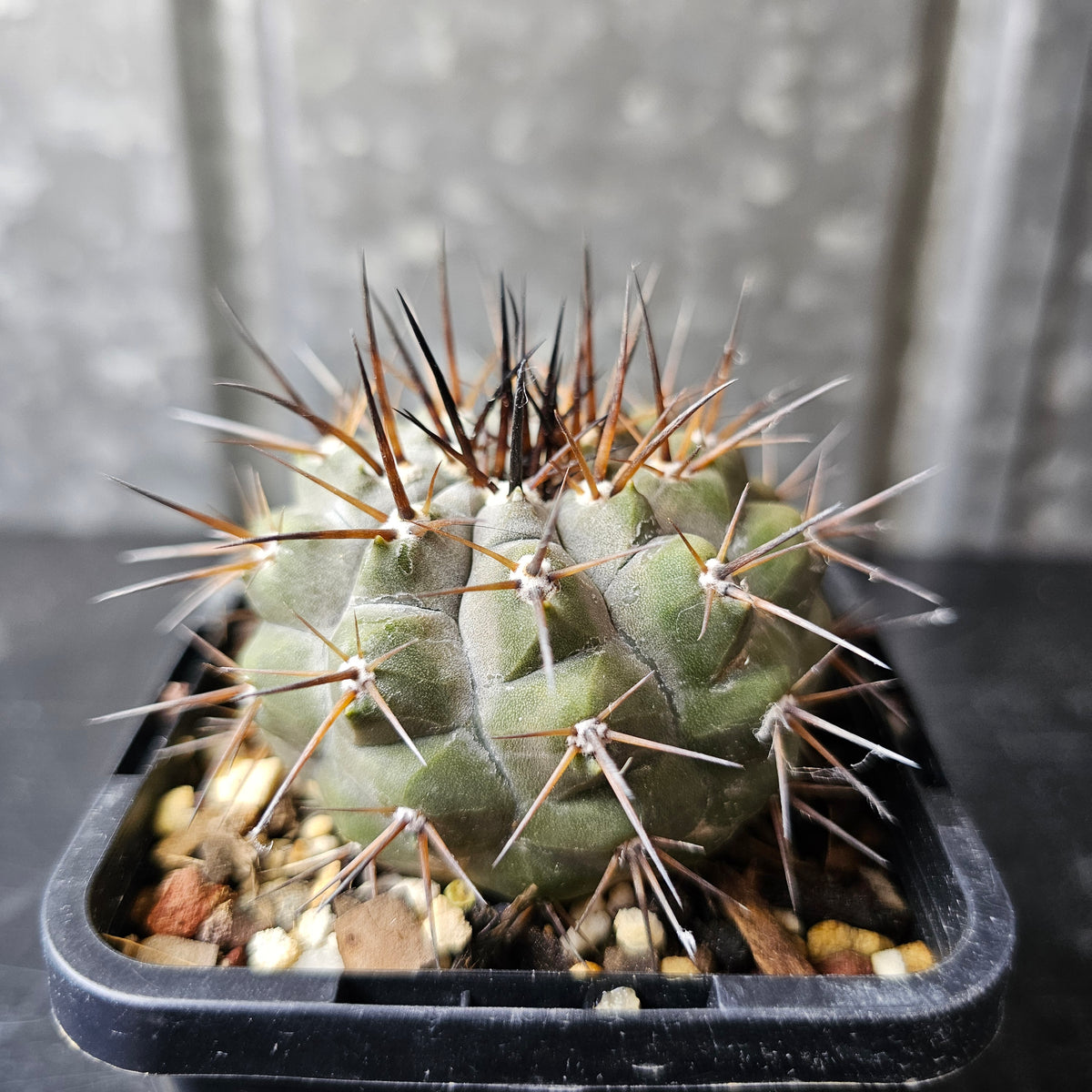 Copiapoa cinerea JN2032 (Qda Taltal)