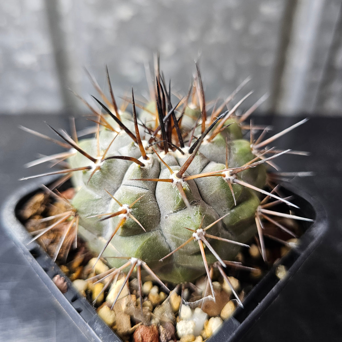 Copiapoa cinerea JN2032 (Qda Taltal)
