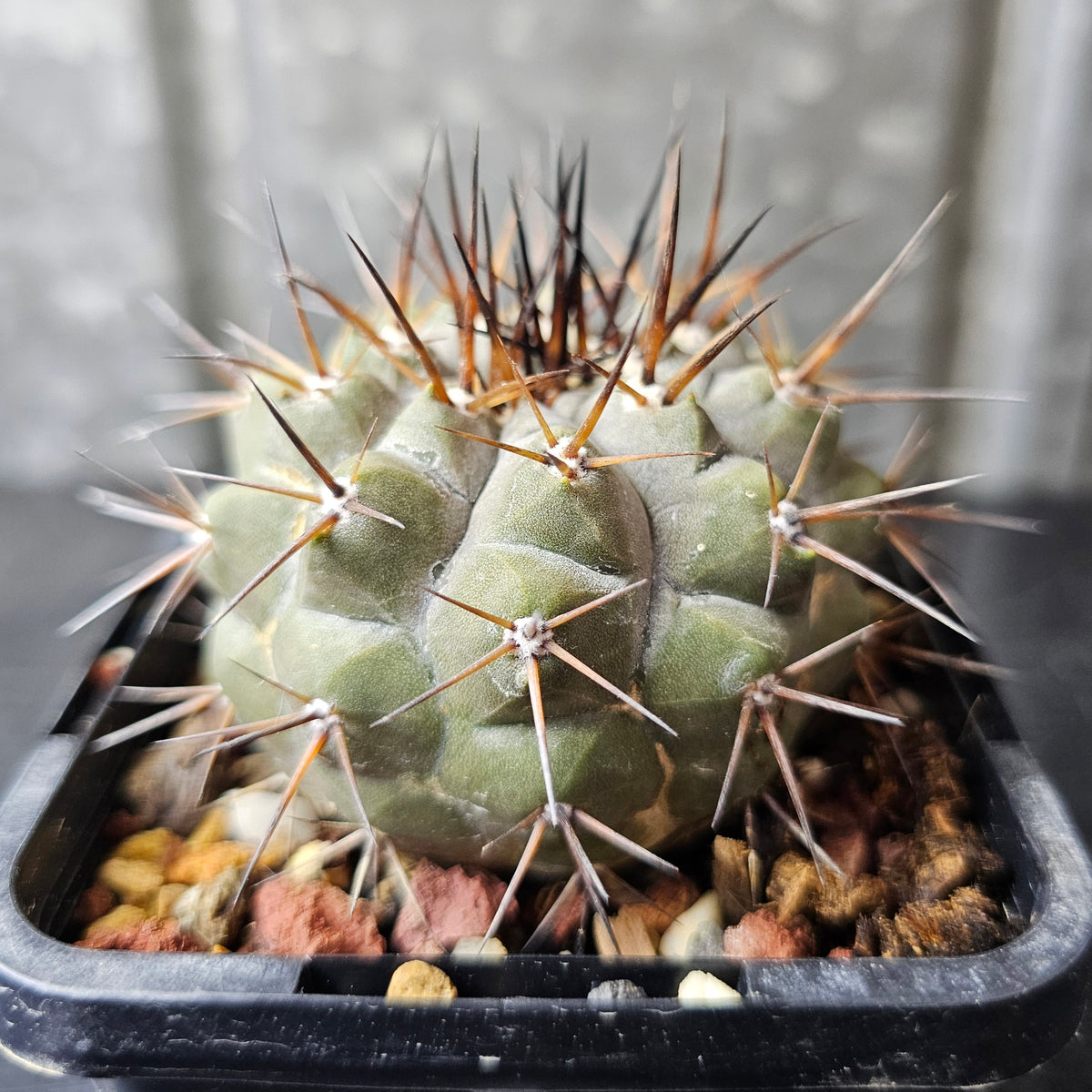 Copiapoa cinerea JN2032 (Qda Taltal)