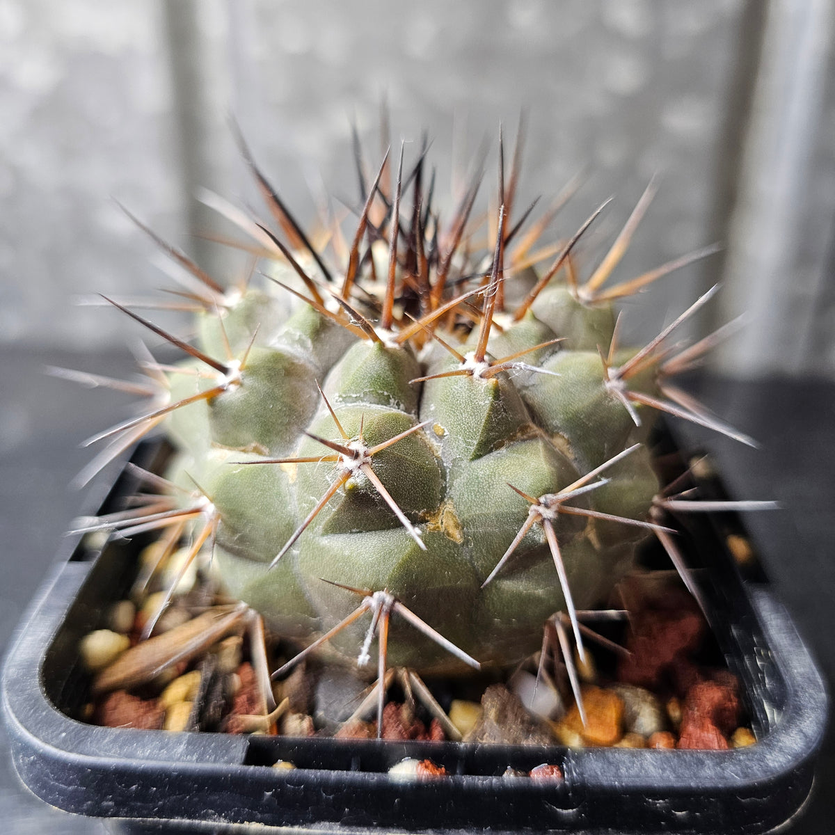 Copiapoa cinerea JN2032 (Qda Taltal)