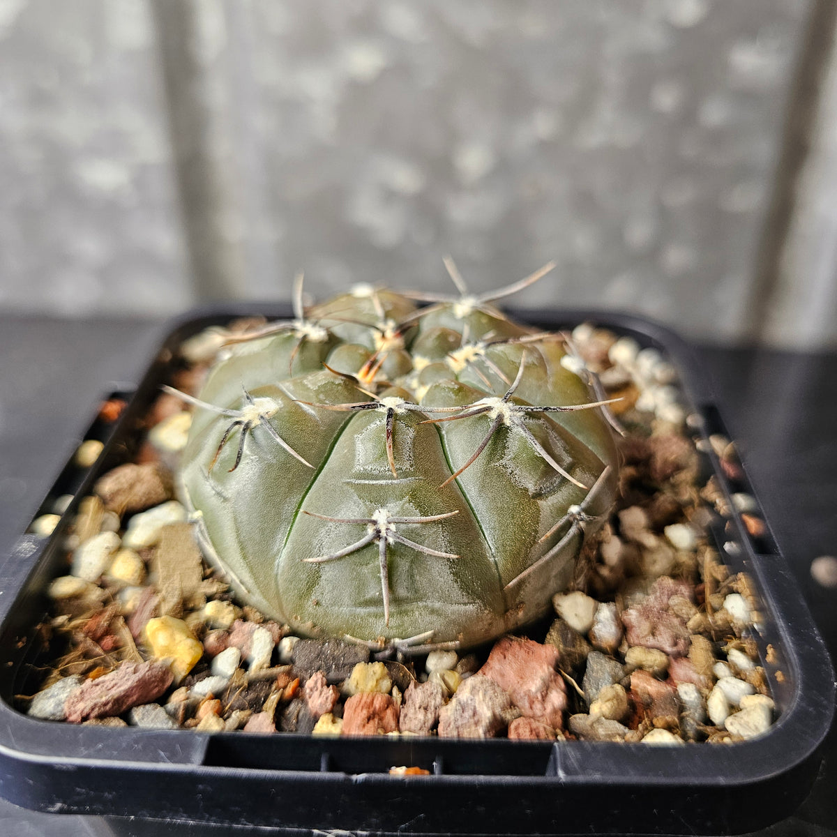 Gymnocalycium berchtii