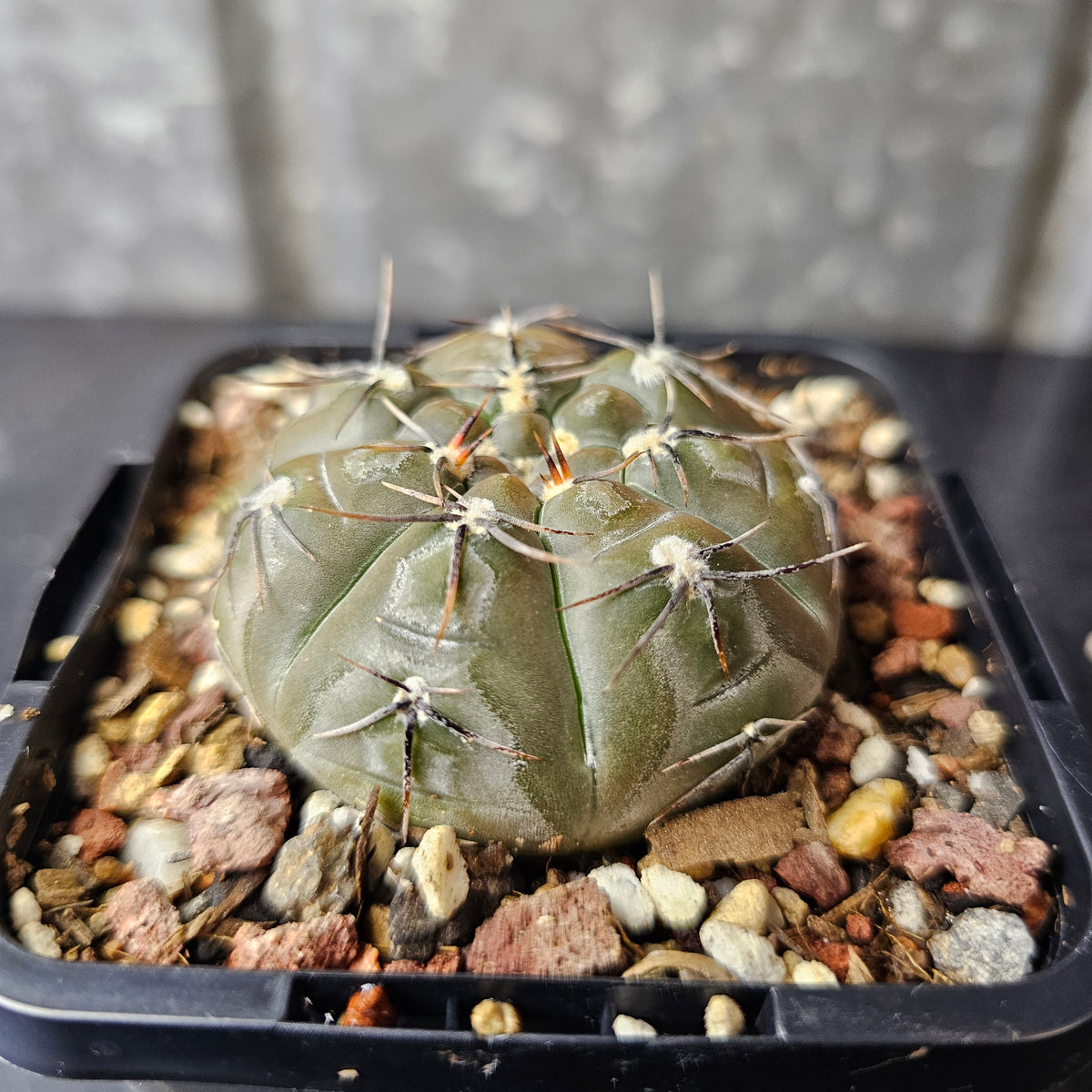 Gymnocalycium berchtii