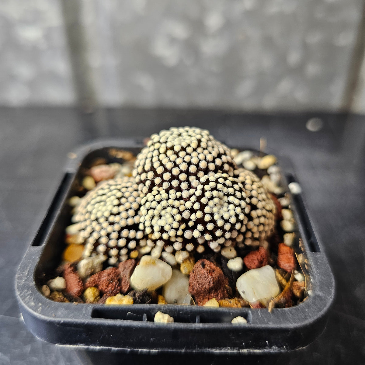 Mammillaria luethyi