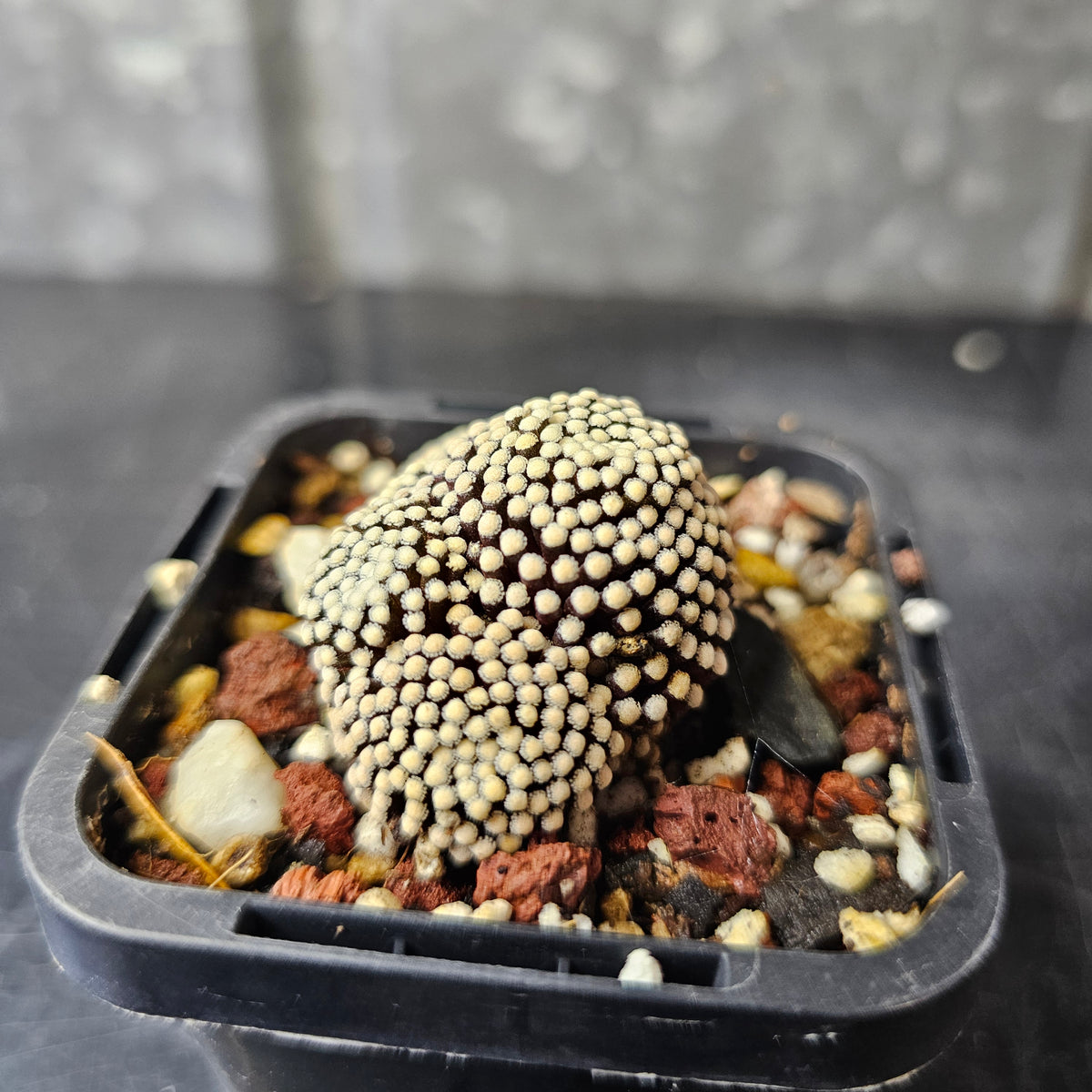 Mammillaria luethyi