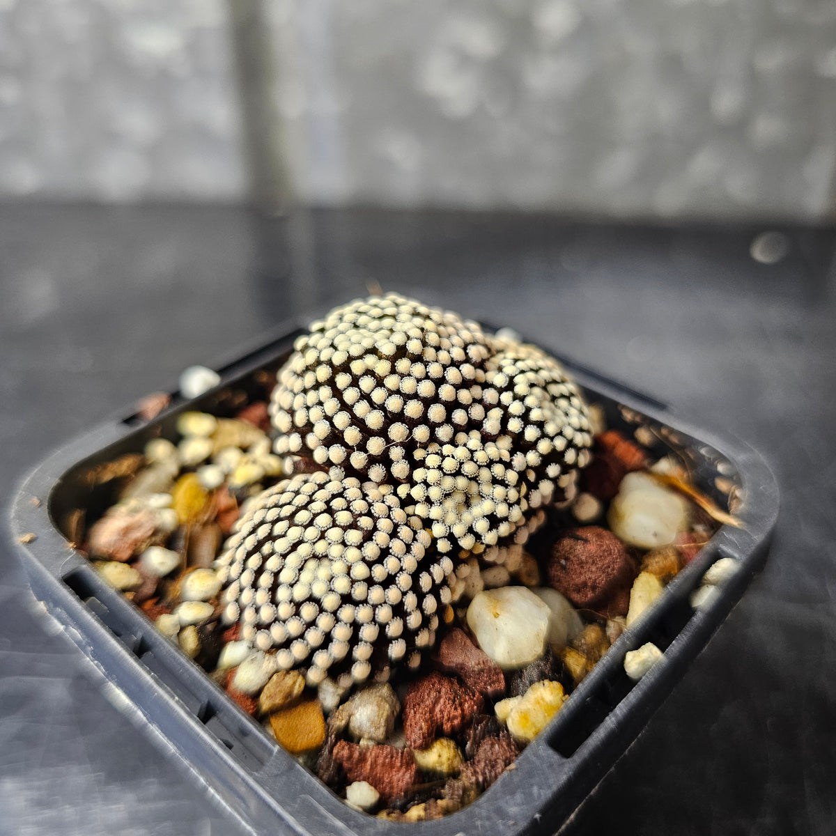 Mammillaria luethyi