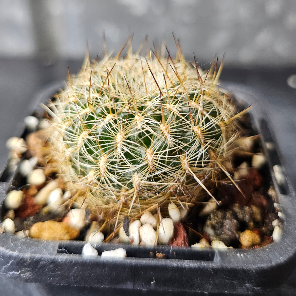 Sulcorebutia cv. Pink Lemonade