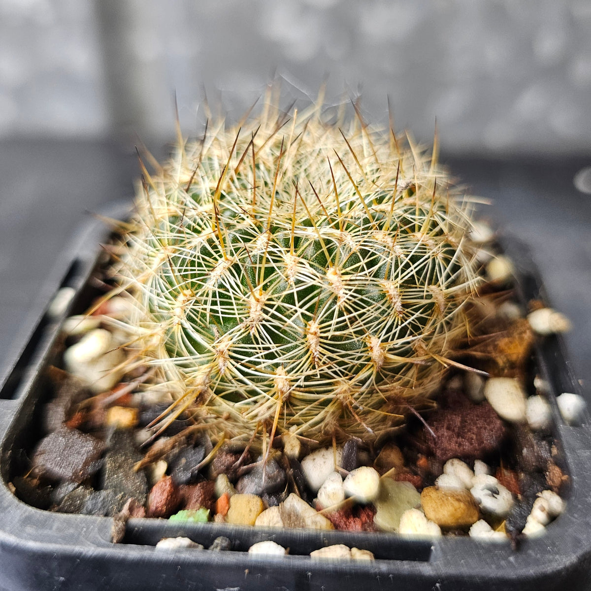 Sulcorebutia cv. Pink Lemonade