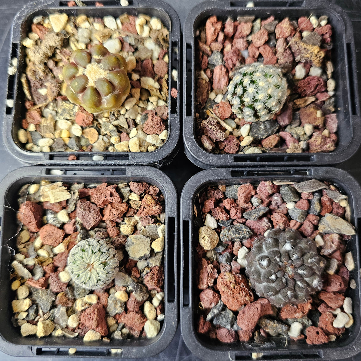 Cactus Bundle – 4 Plants (Collector’s Curiosities)