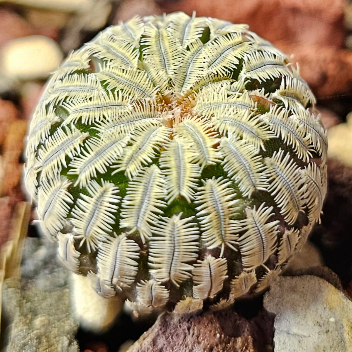Cactus Bundle – 4 Plants (Collector’s Curiosities)