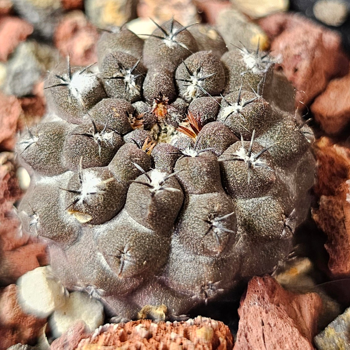 Cactus Bundle – 4 Plants (Collector’s Curiosities)