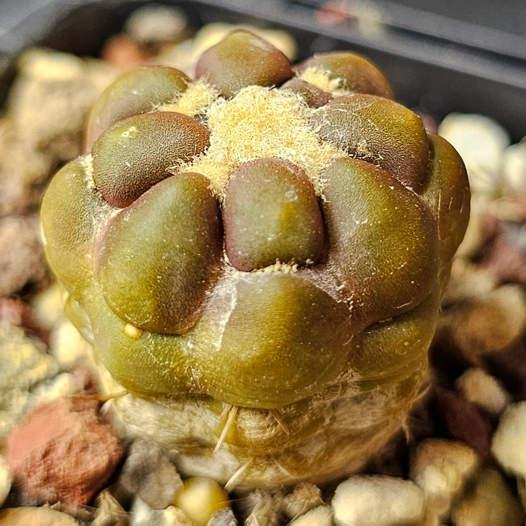 Cactus Bundle – 4 Plants (Collector’s Curiosities)