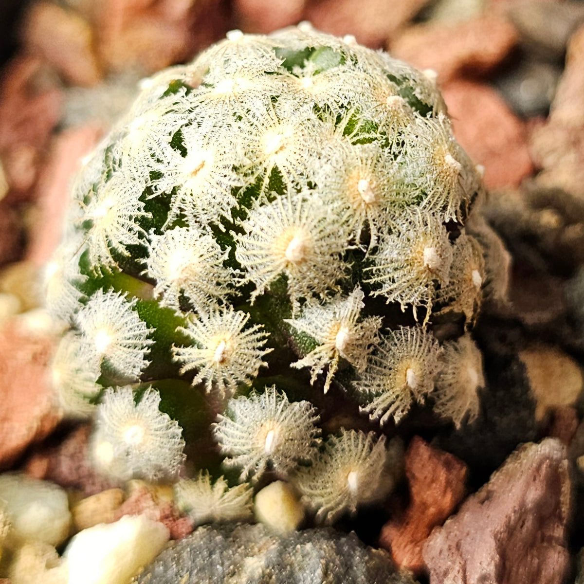 Cactus Bundle – 4 Plants (Collector’s Curiosities)