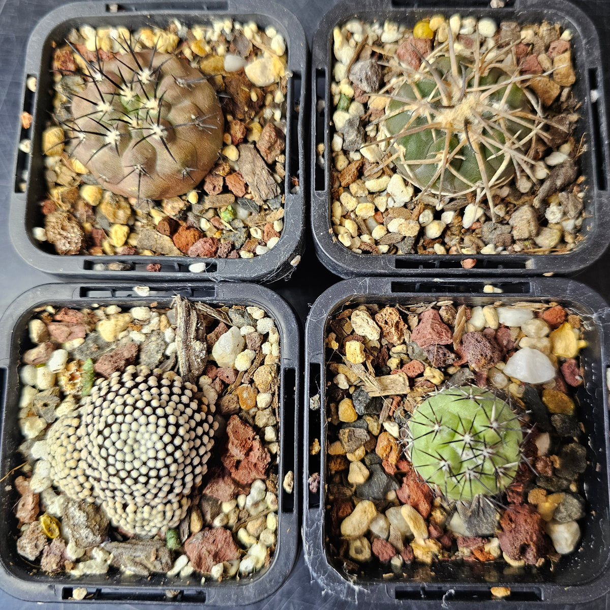 Cactus Bundle – 4 Plants (Supreme Collectors)