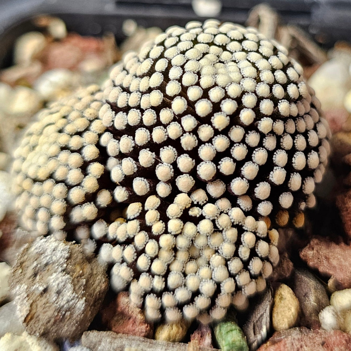 Cactus Bundle – 4 Plants (Supreme Collectors)