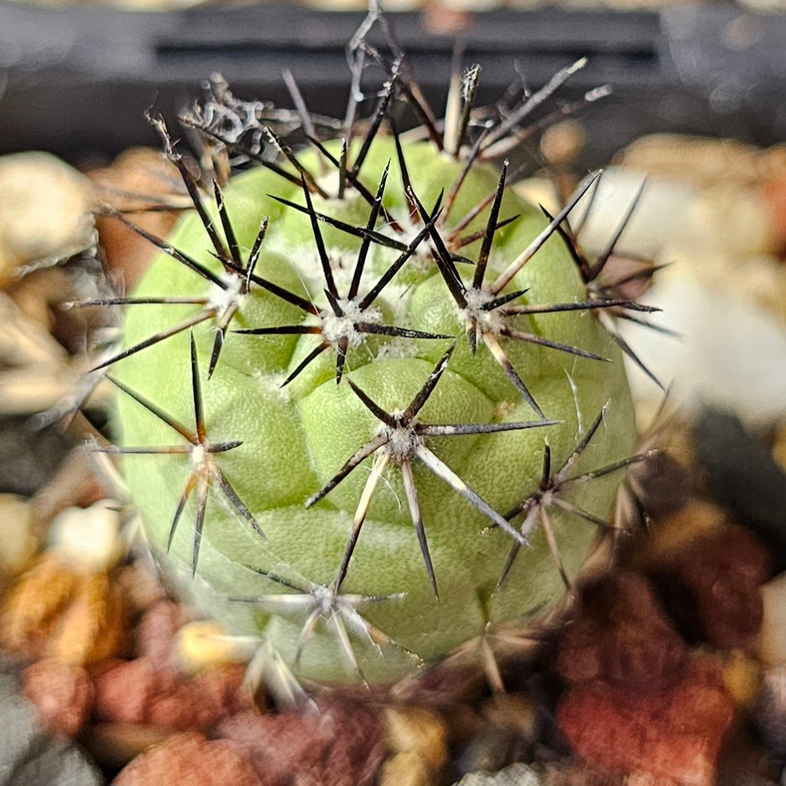 Cactus Bundle – 4 Plants (Supreme Collectors)