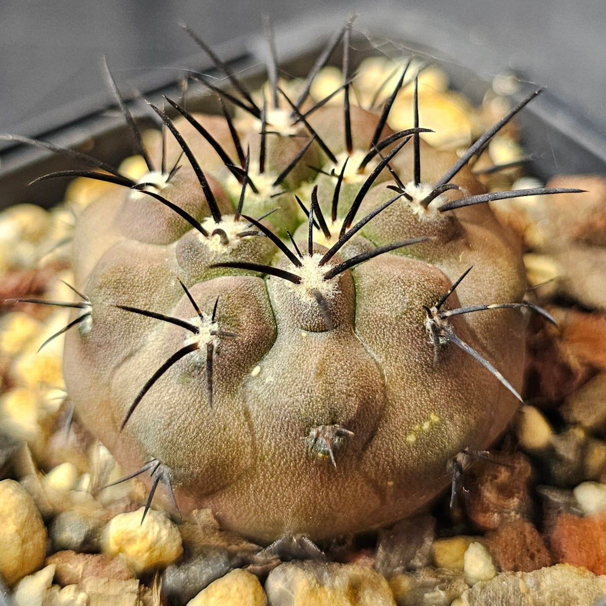 Cactus Bundle – 4 Plants (Supreme Collectors)