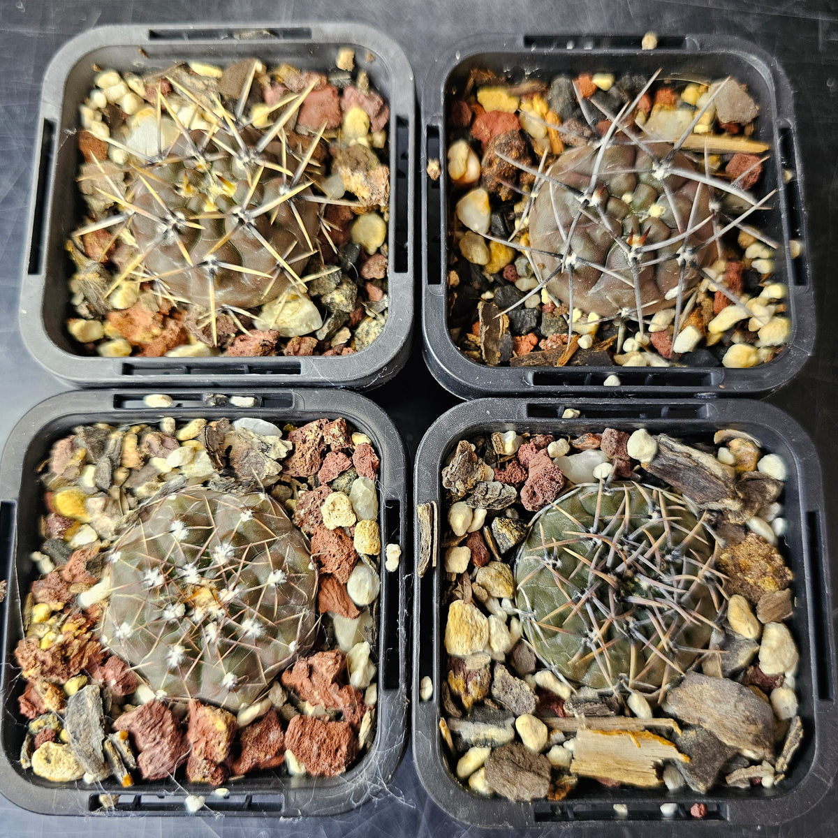Cactus Bundle – 4 Plants (Dark Gymno Select)