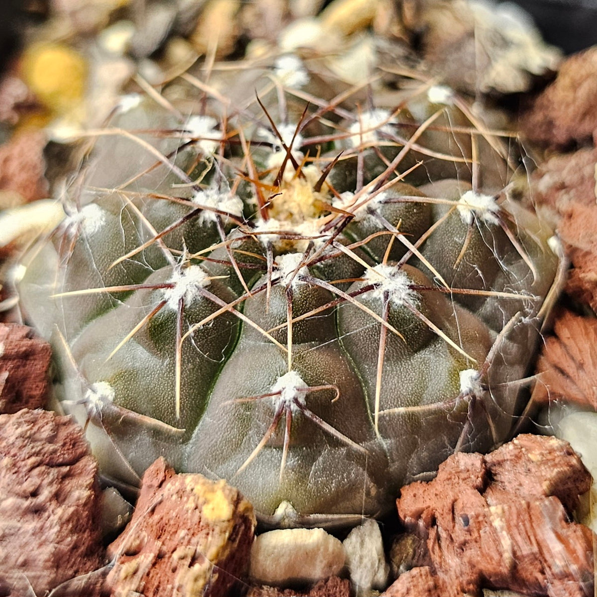 Cactus Bundle – 4 Plants (Dark Gymno Select)