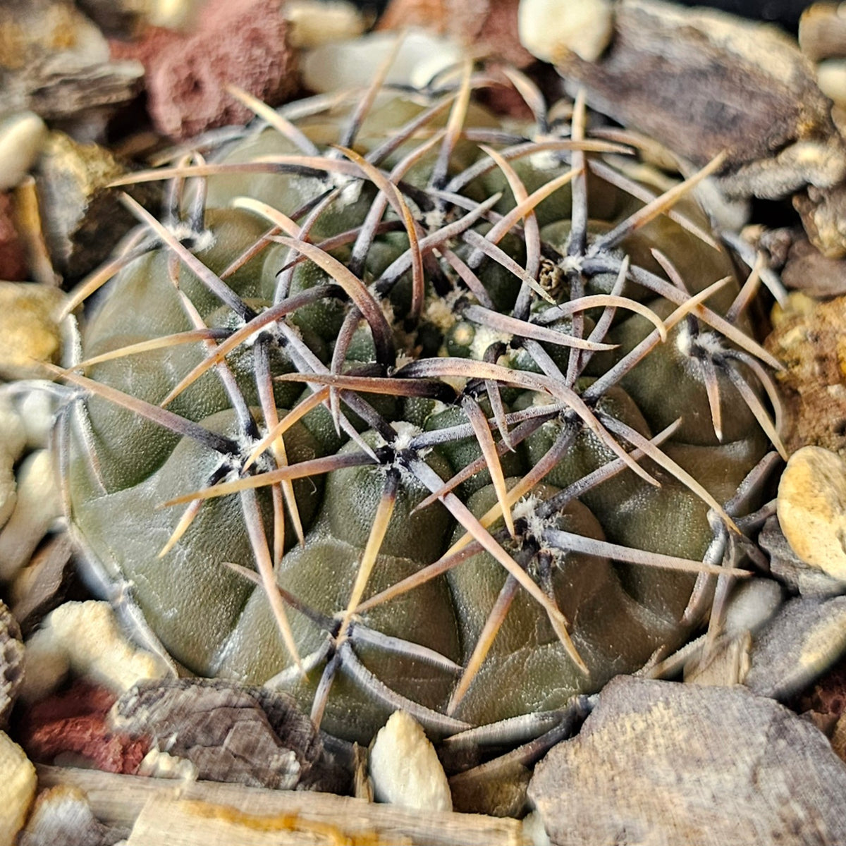 Cactus Bundle – 4 Plants (Dark Gymno Select)