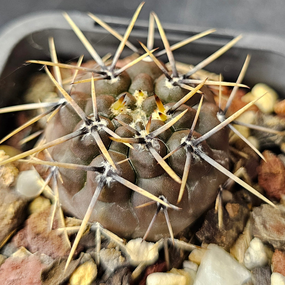 Cactus Bundle – 4 Plants (Dark Gymno Select)