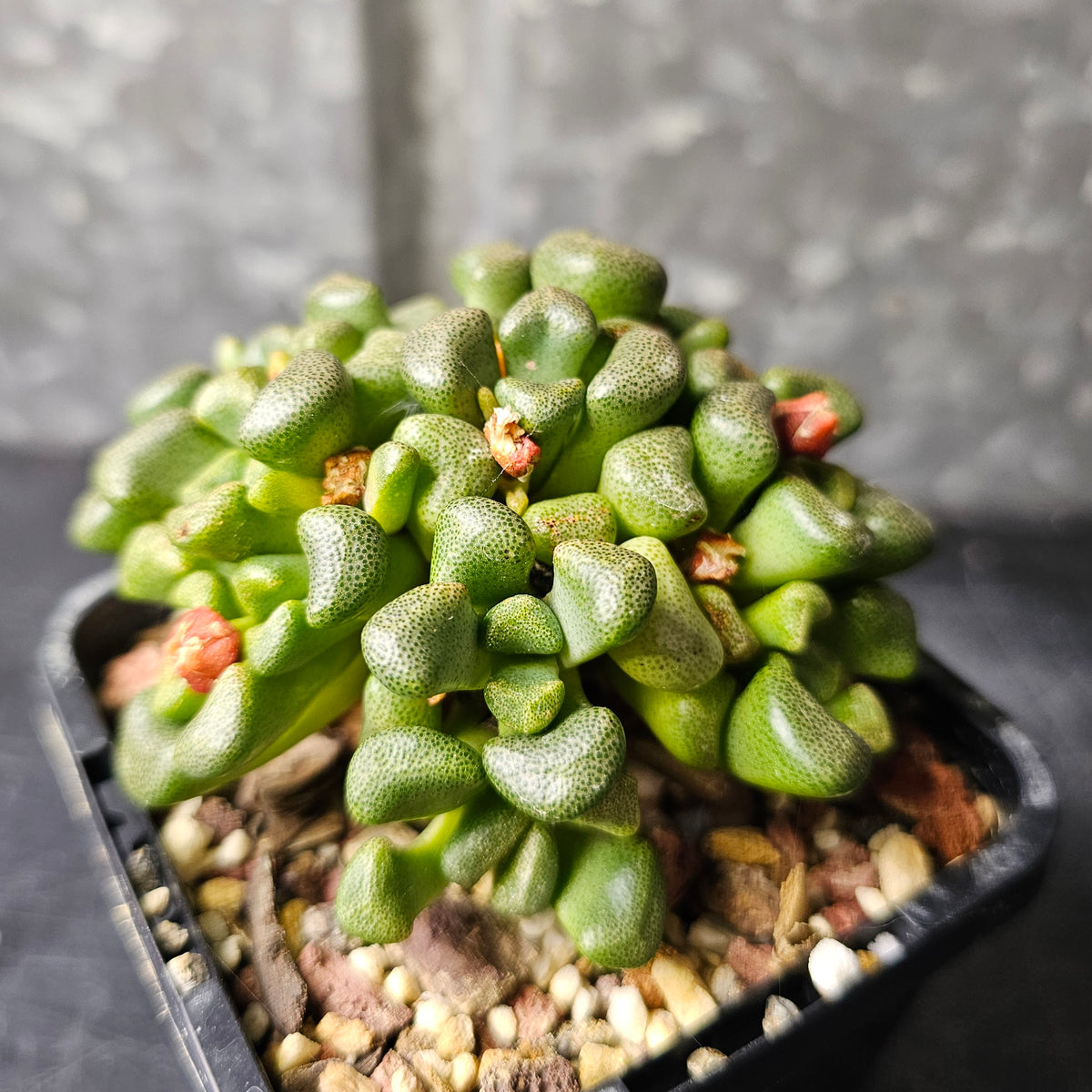 Aloinopsis schooneesii