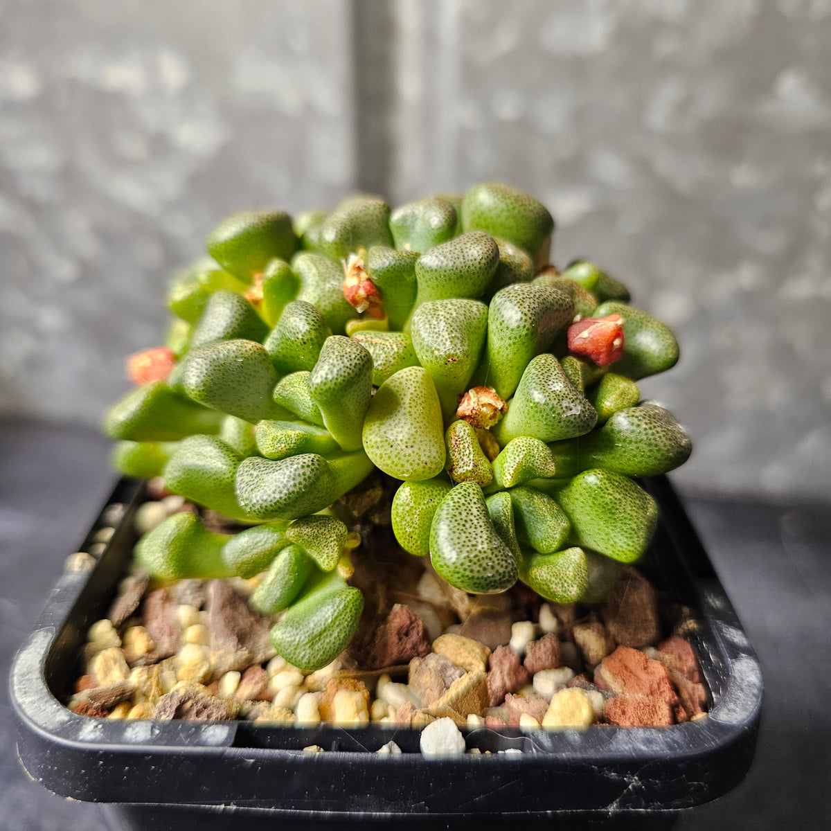 Aloinopsis schooneesii