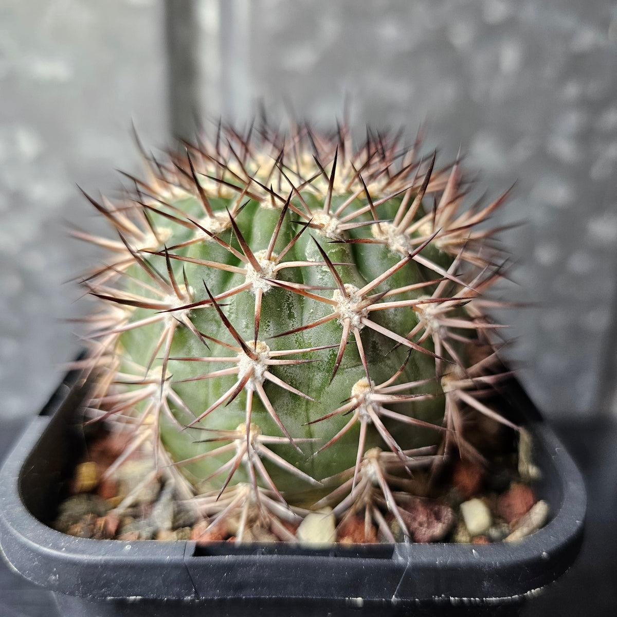 Acanthocalycium ferrarii