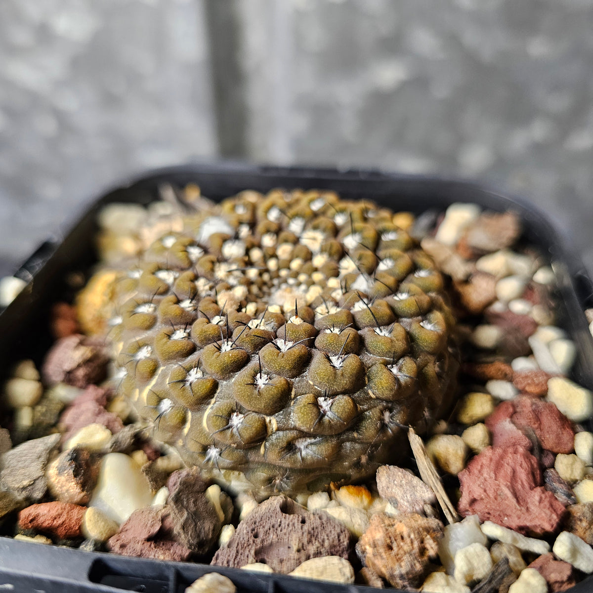 Thelocephala esmeraldana WM257