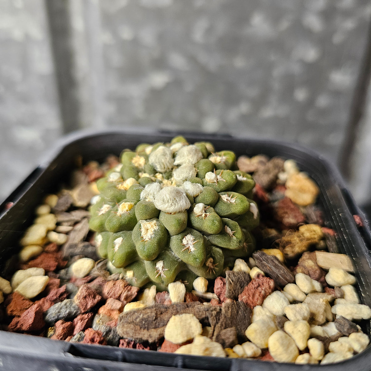 Chileorebutia (Thelocephala) carneoflora