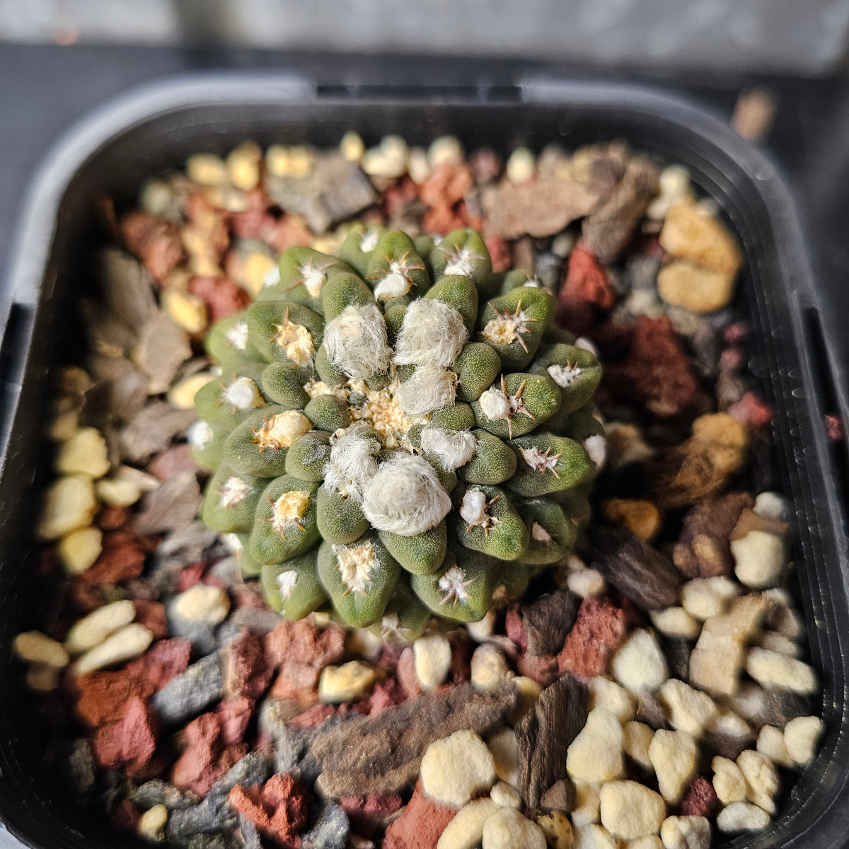 Chileorebutia (Thelocephala) carneoflora