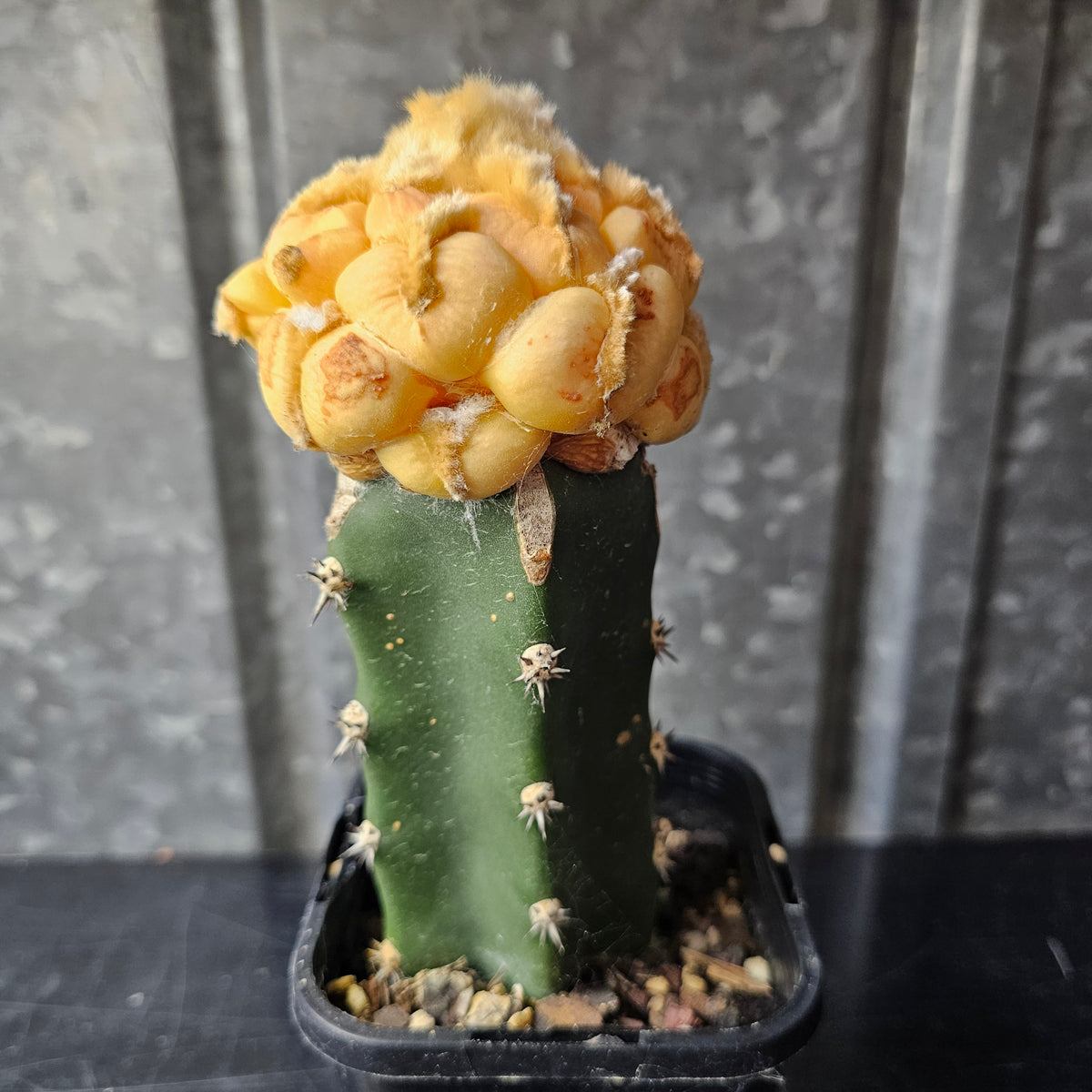Ariocarpus cv. Maruibo (Loydii Latus Vari)
