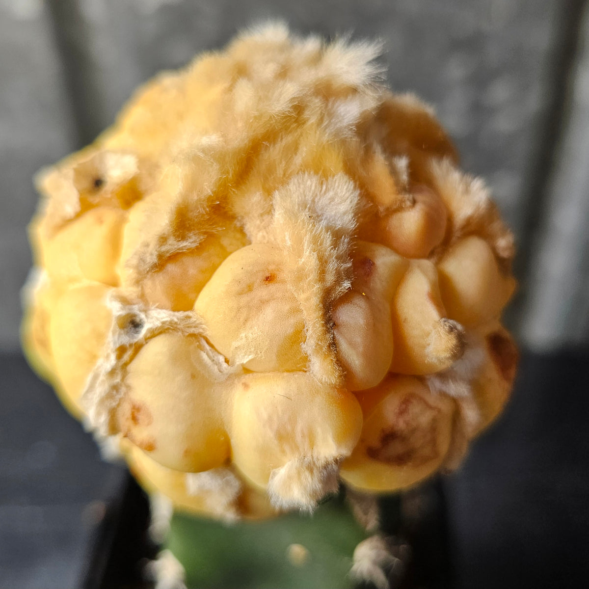 Ariocarpus cv. Maruibo (Loydii Latus Vari)