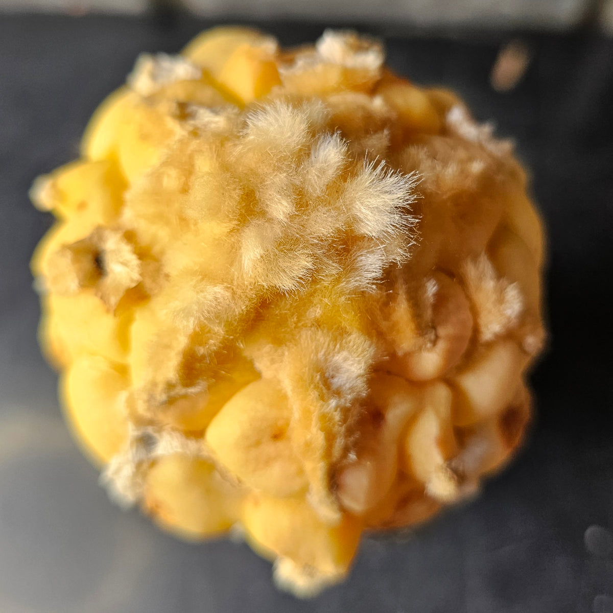 Ariocarpus cv. Maruibo (Loydii Latus Vari)