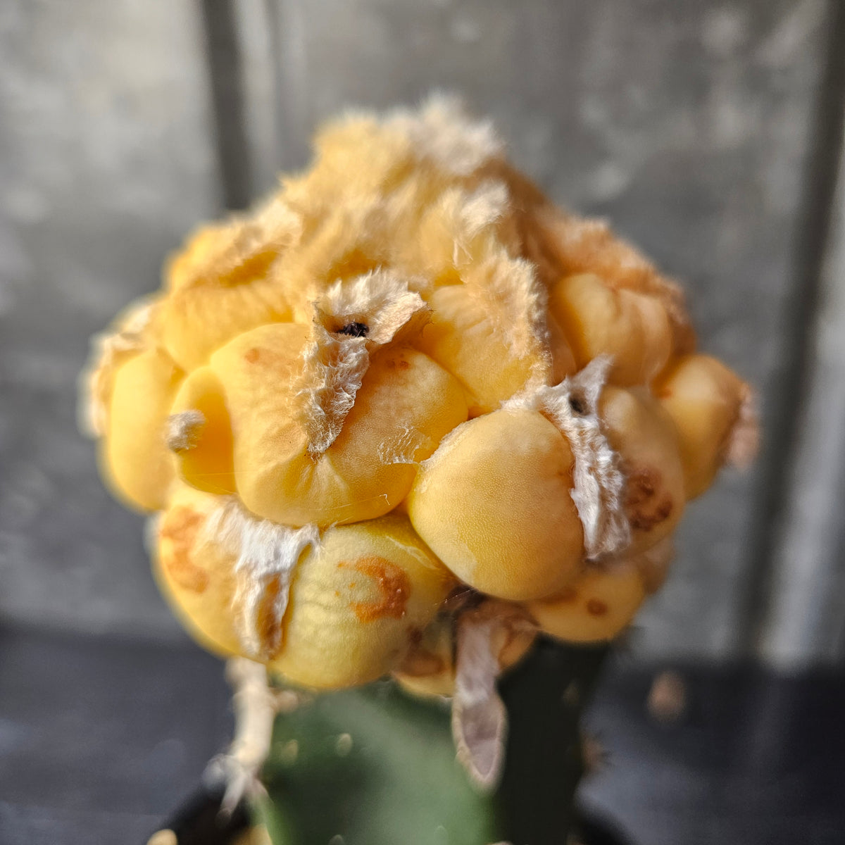 Ariocarpus cv. Maruibo (Loydii Latus Vari)