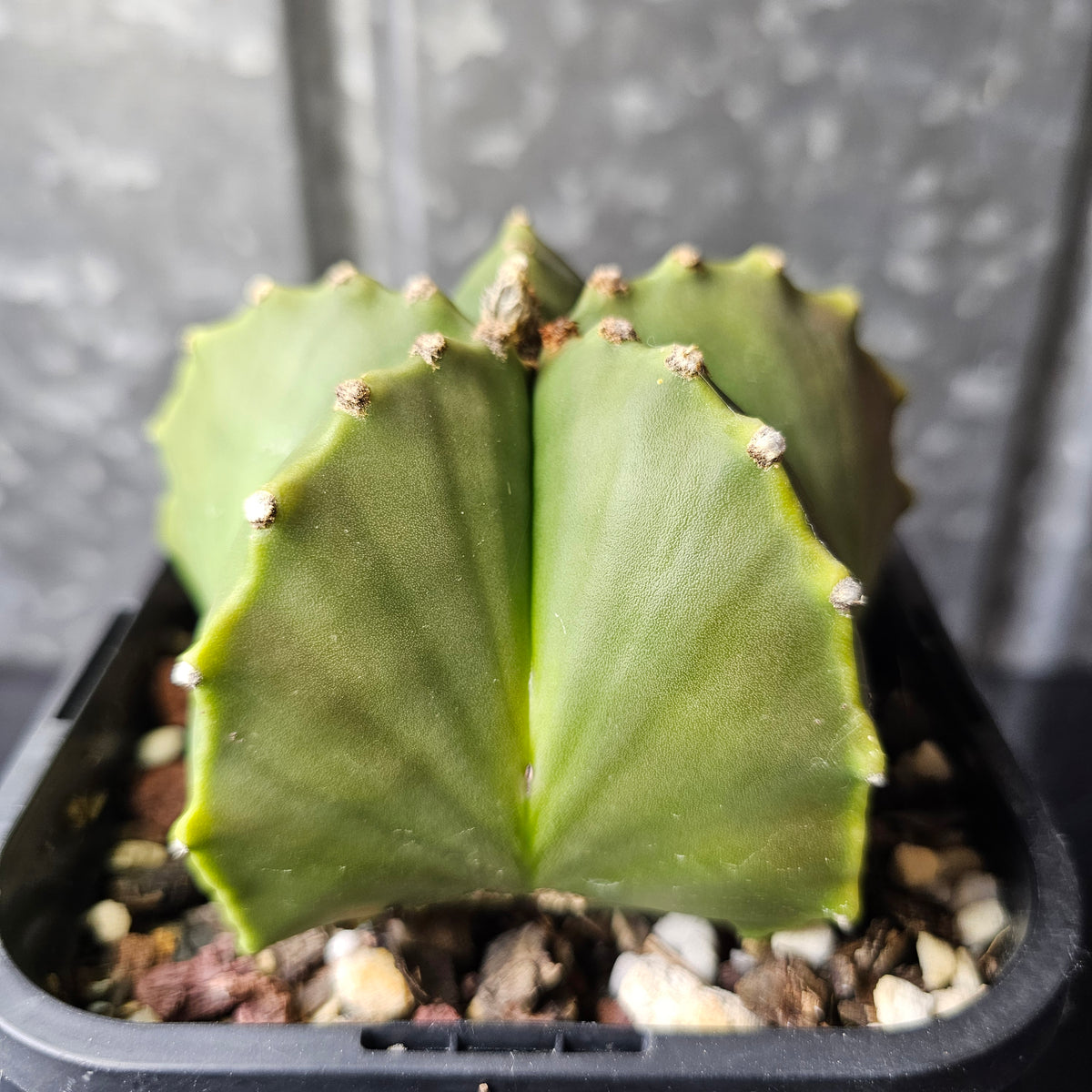 Astrophytum myriostigma nudum