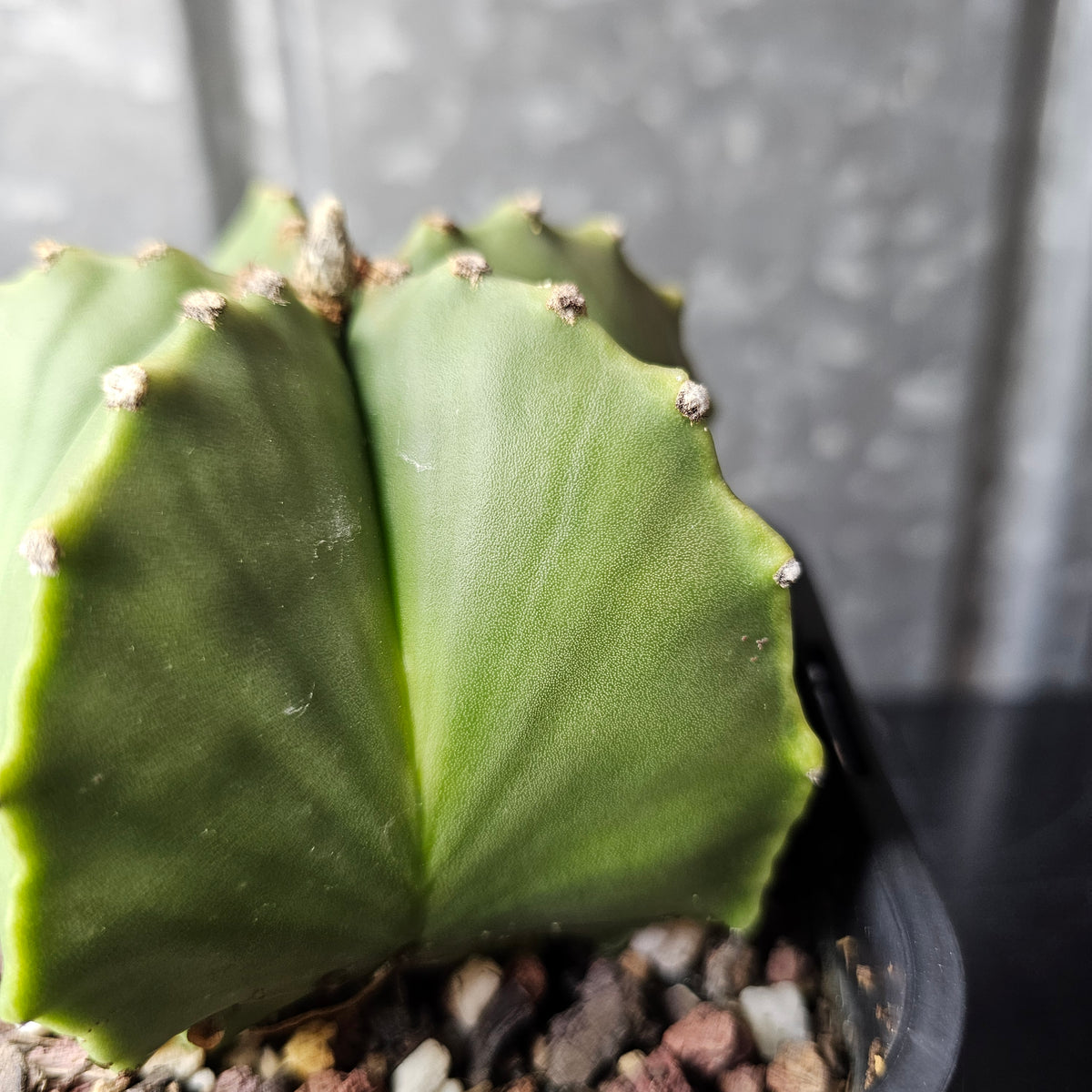 Astrophytum myriostigma nudum