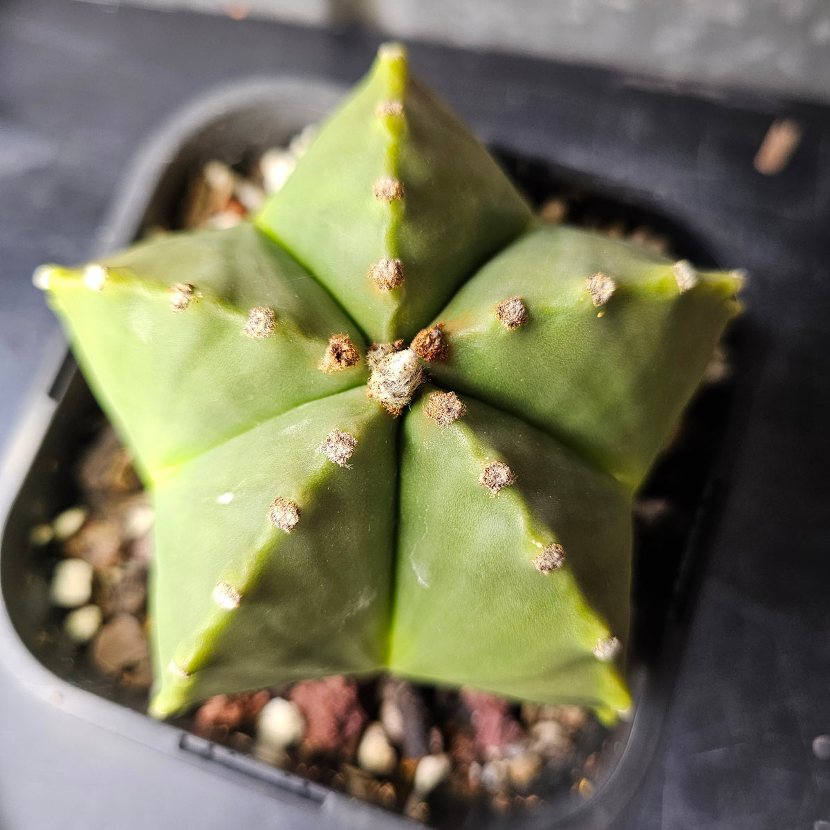 Astrophytum myriostigma nudum
