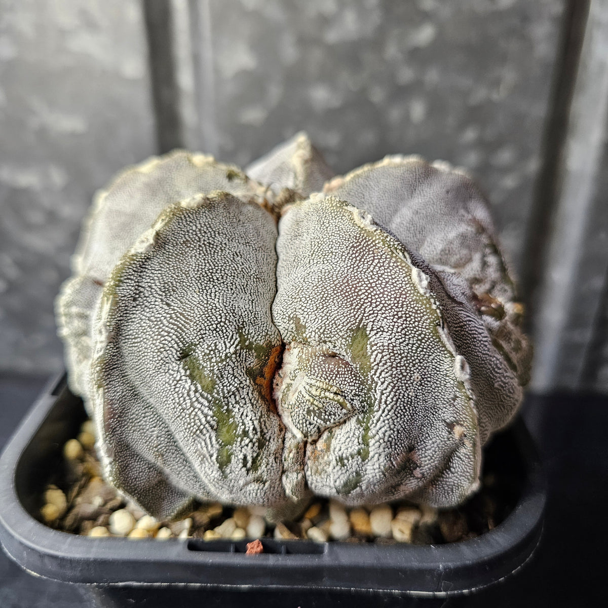 Astrophytum cv. FK1