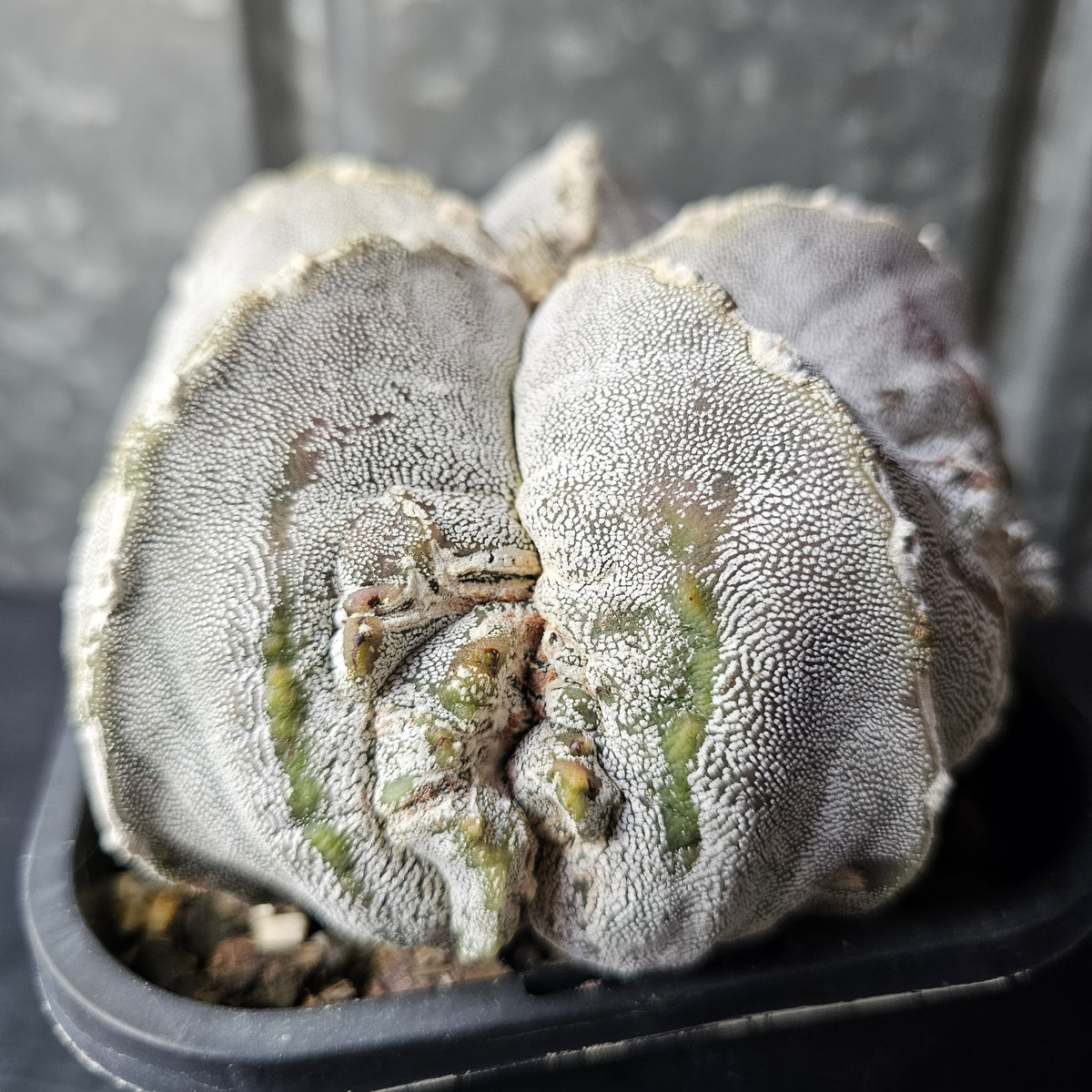 Astrophytum cv. FK1