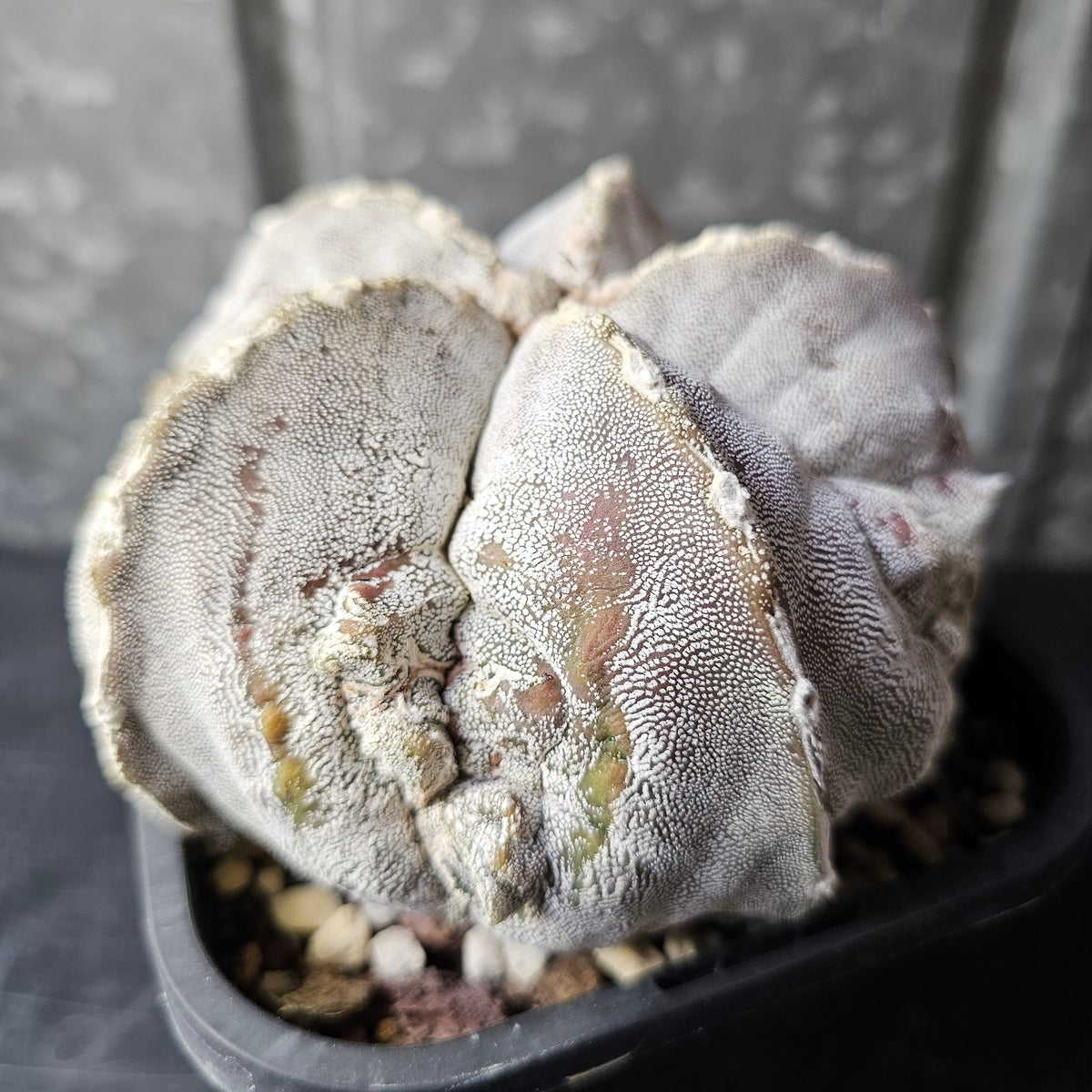 Astrophytum cv. FK1