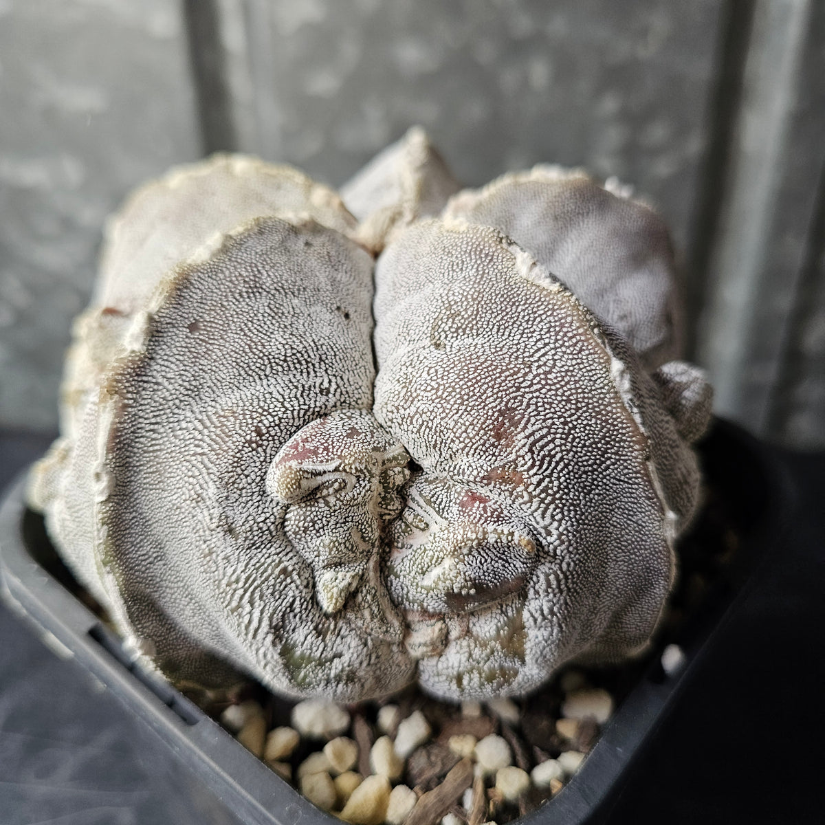 Astrophytum cv. FK1