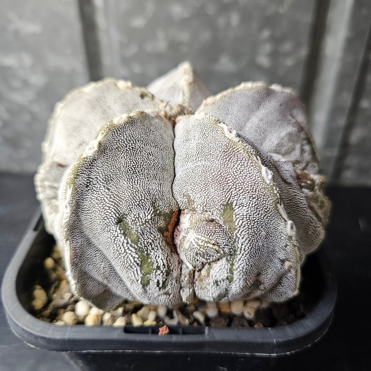 Astrophytum cv. FK1