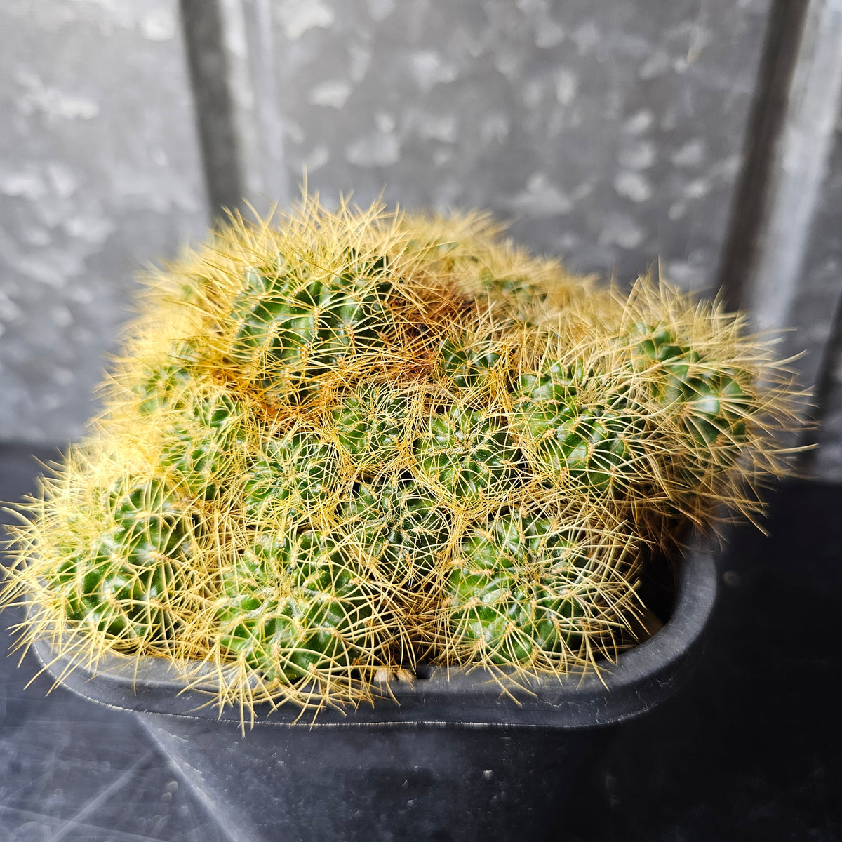 Sulcorebutia sp.