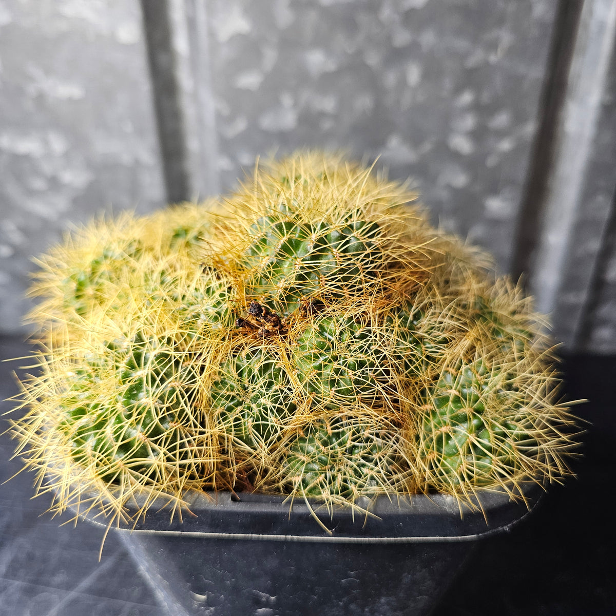 Sulcorebutia sp.