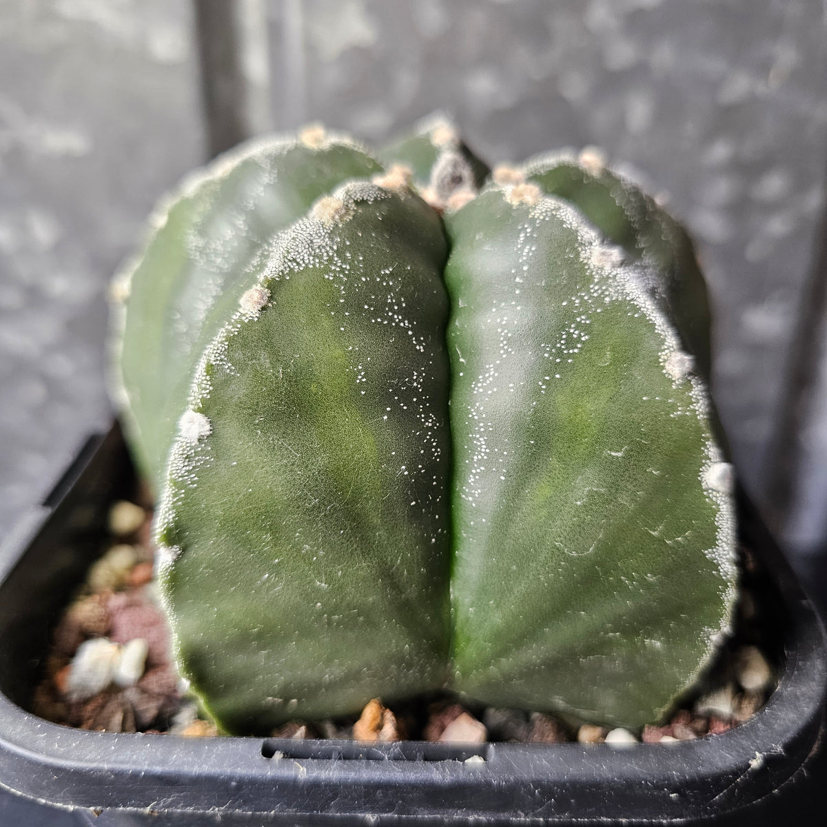 Astrophytum myriostigma (mature hybrid)