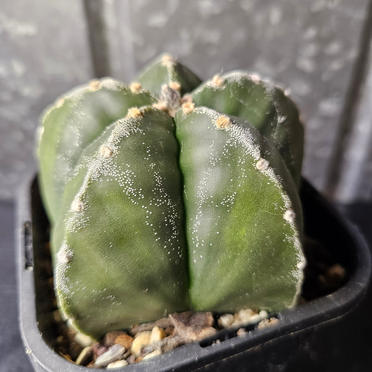 Astrophytum myriostigma (mature hybrid)