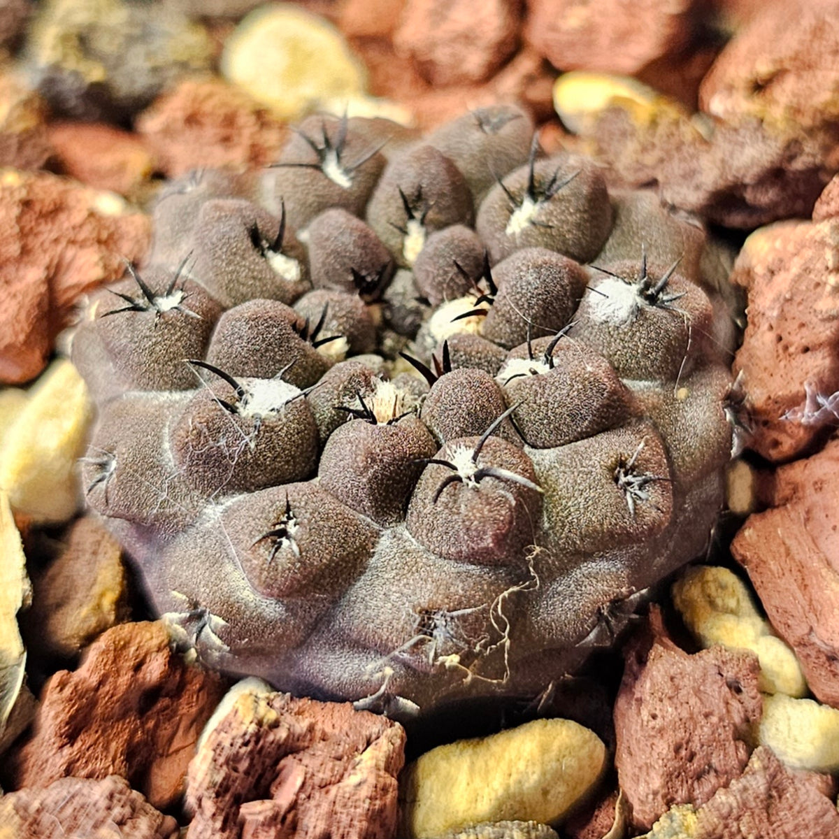 Cactus Bundle – 4 Plants (Midnight Edition)