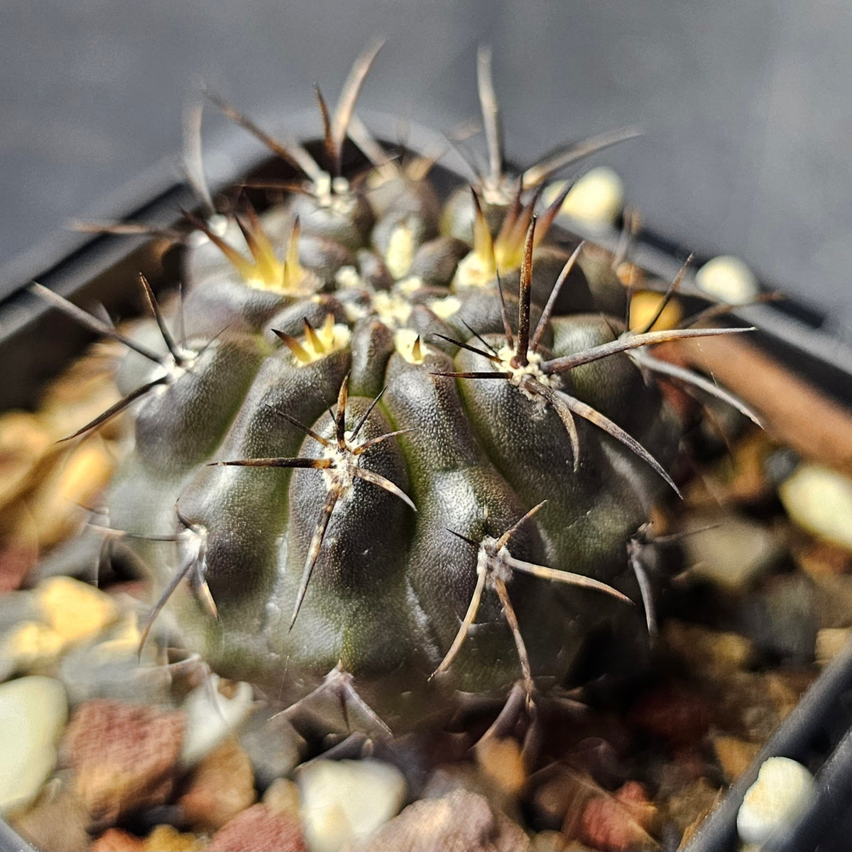 Cactus Bundle – 4 Plants (Midnight Edition)