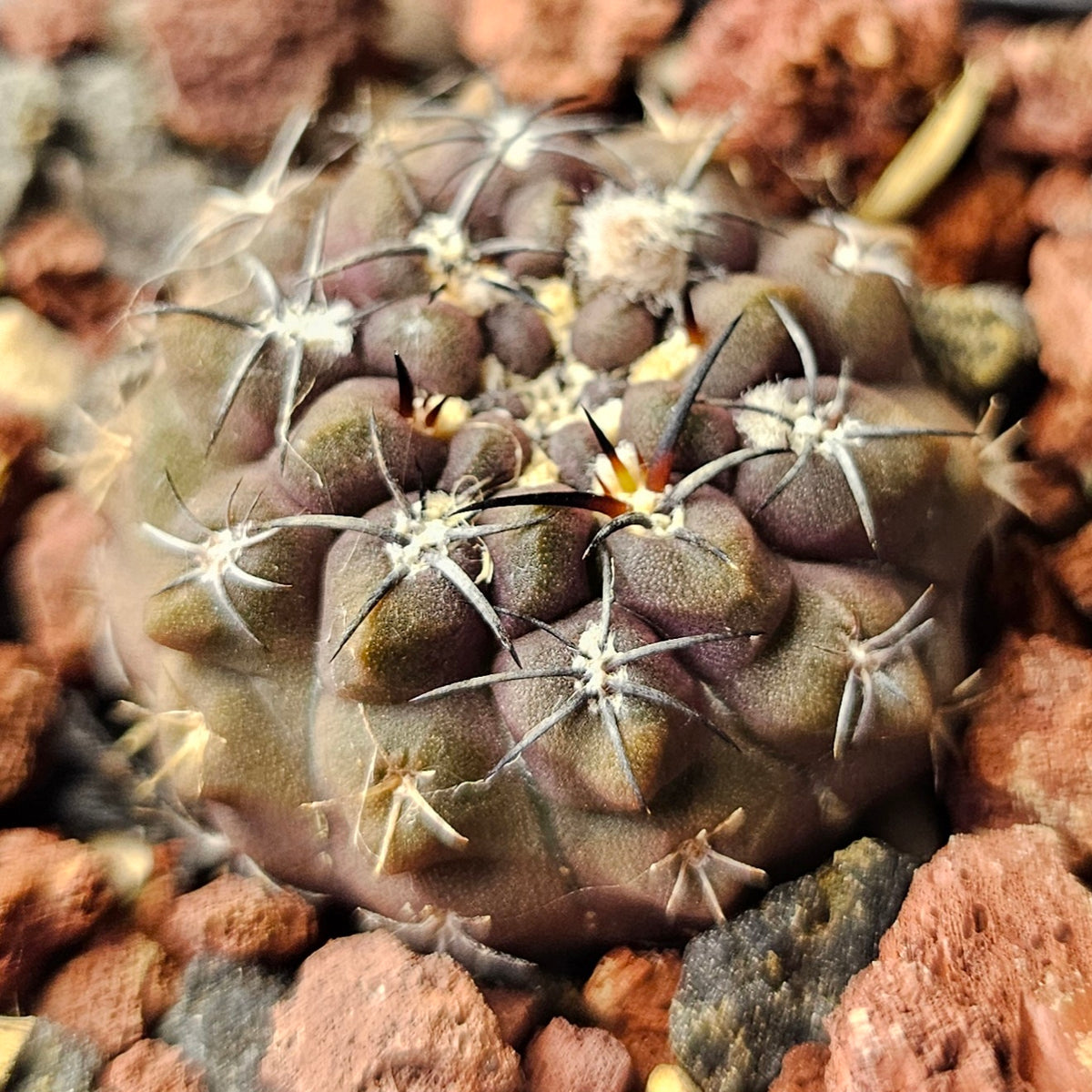 Cactus Bundle – 4 Plants (Midnight Edition)